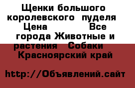 Щенки большого (королевского) пуделя › Цена ­ 25 000 - Все города Животные и растения » Собаки   . Красноярский край